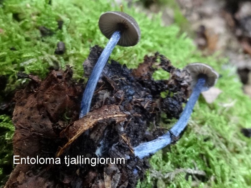 Entoloma tjallingiorum-amf43.jpg - Entoloma tjallingiorum ; Syn: Leptonia tjallingiorum ; Nom français: Entolome à pied squamuleux